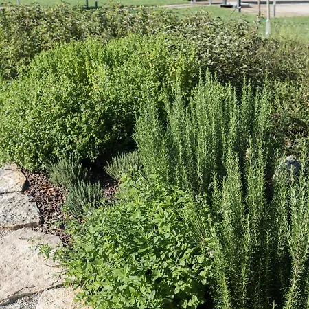 Finis Africae * Senigallia