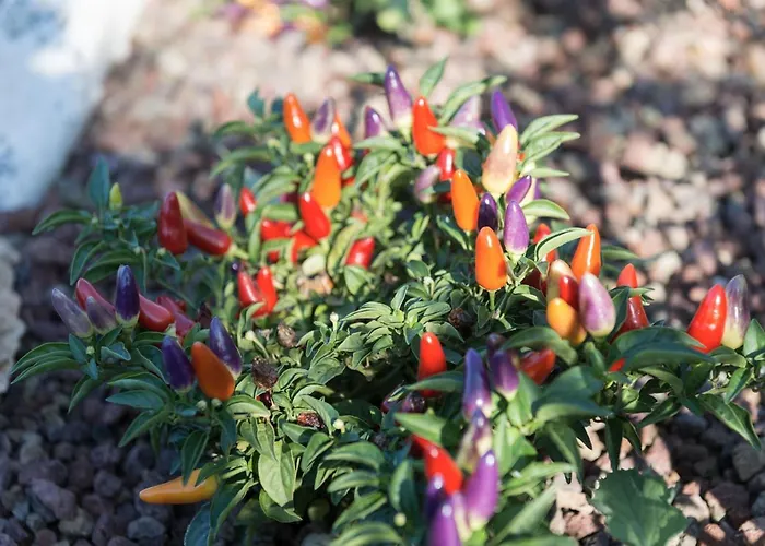 Finis Africae * Senigallia